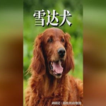 雪达犬,忠诚猎犬的优雅与智慧