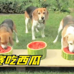 吃瓜娱乐狗,揭秘娱乐圈背后的那些事儿